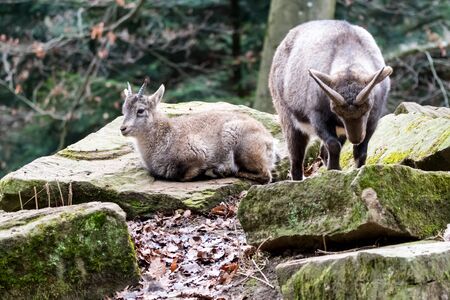 Goat on a meadow with blurred green background and woodの写真素材