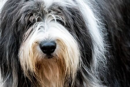 portraiture of an old english sheepdogの写真素材