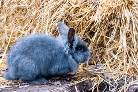 Rabbit playing and hopping around in the strawの写真素材