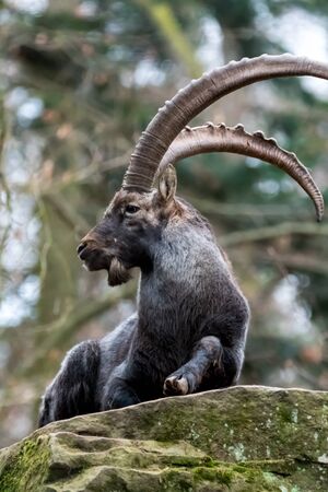 Very long horned Ibex in front of a stony Backgroundの写真素材