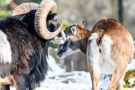 Portraiture of Mouflon on snow, horned animal in natural habitat, portrait of mammal with big hornの写真素材
