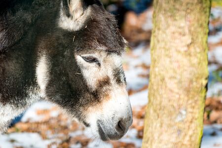 Donkey on a meadow with leafes and white snowの写真素材