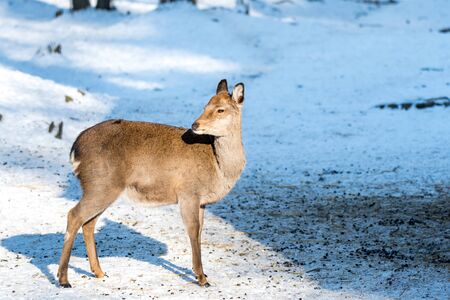 Deer in forrest in autumn/winter time with brown leafes, snow and blurry backgroundの写真素材
