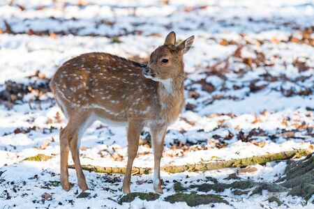 Sika deer with snow in blurry backgound in the wild natureの写真素材