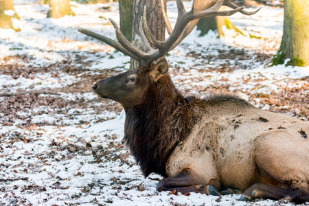 Deer in forrest in autumn/winter time with brown leafes, snow and blurry background