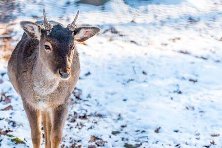 Deer in forrest in autumn/winter time with brown leafes, snow and blurry backgroundの写真素材
