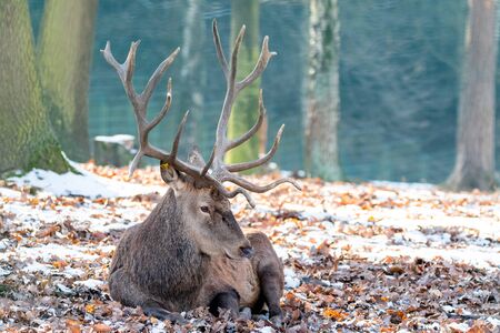 Deer in forrest in autumn/winter time with brown leafes, snow and blurry backgroundの写真素材