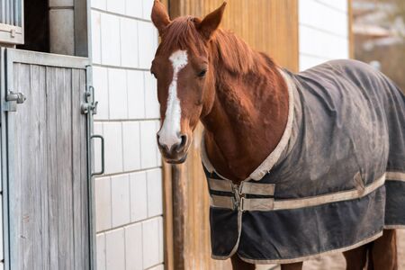 Brown horse standing in front of  boxの写真素材