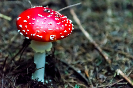 Mushrooms growing in autumn forrest