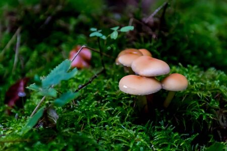 Mushrooms growing in autumn forrestの写真素材