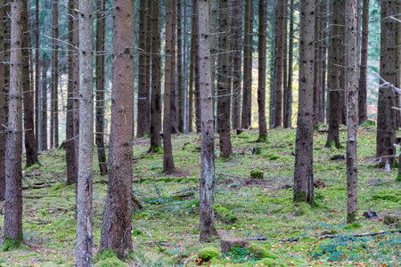 Natural reserve Schoenbuch forrest, Germany
