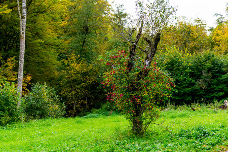 Schoenbuch natural reserve, Germanyの写真素材