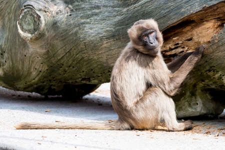 Apes interacting with group membersの写真素材