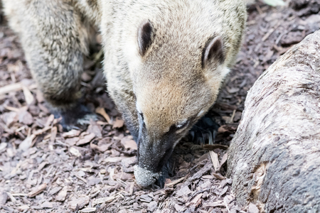 Coati searching for food in his areaの写真素材