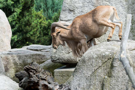Goat climbing in stony area with stony backgroundの写真素材