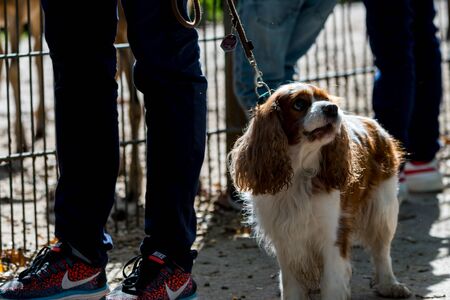 Dog on the leach of its ownerの写真素材
