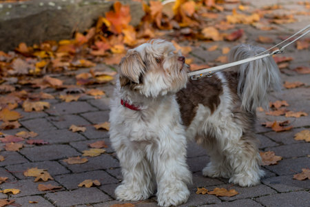 Dog on the leach of its owner