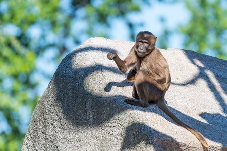 Apes interacting with group members