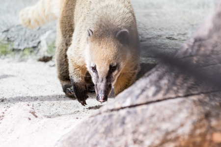 Coati searching for food in his areaの写真素材