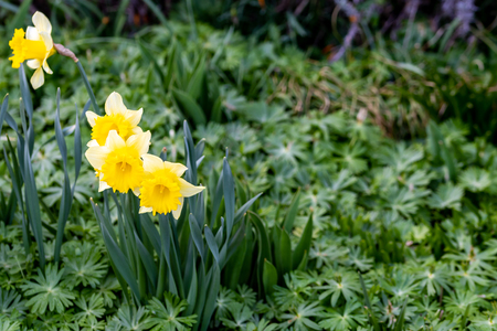 narcissus growing in early spring on the meadowの写真素材