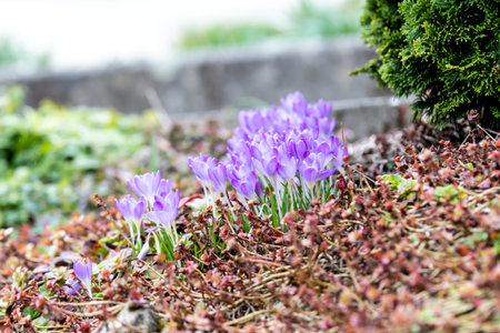 Crocus blossoms in the spring time in Germany