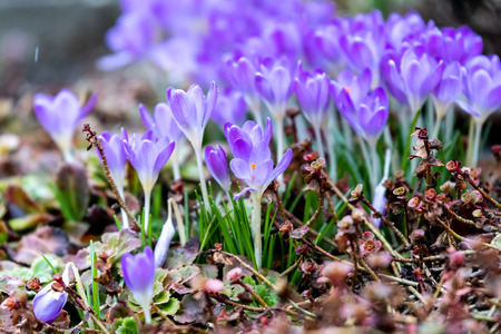 Crocus blossoms in the spring time in Germanyの写真素材