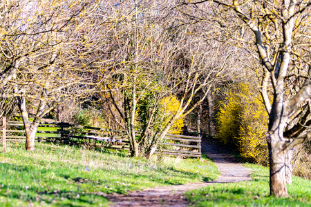 Forrest path after rain in the early springの写真素材