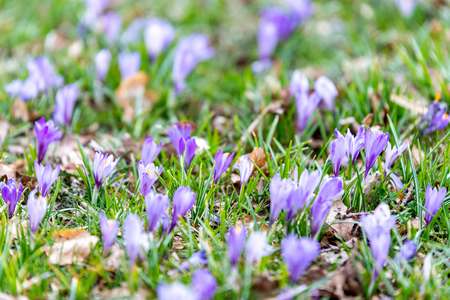 Crocus blossoms in the spring time in Germanyの写真素材