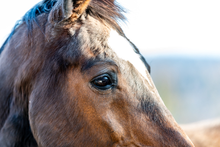 Brown horse standing on a paddockの写真素材