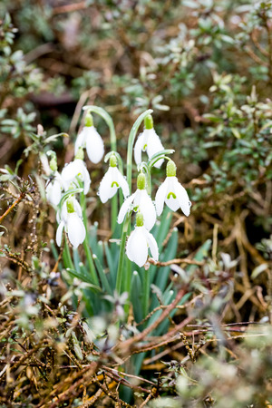 Snowdrop growing on groundの写真素材