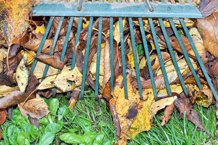 Autumnal scene of raking the dry leaves in the backyardの写真素材