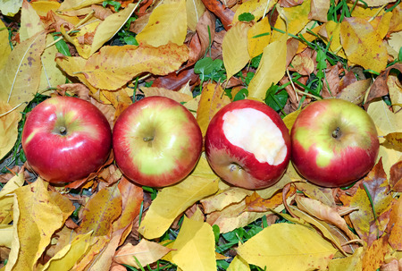 Four apples on the ground in the midst of fallen yallow leavesの写真素材