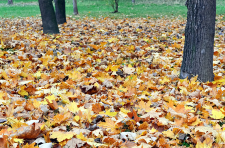 Autumnal scene of dried leaves fallen from treeの写真素材