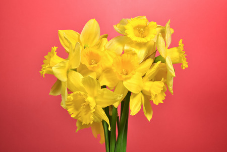 Bouquet of yellow daffodils on vibrant red backgroundの写真素材