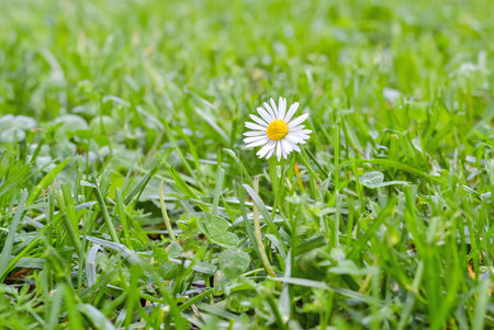 White flower growing on a meadow during springtime surrounded by green grassの写真素材