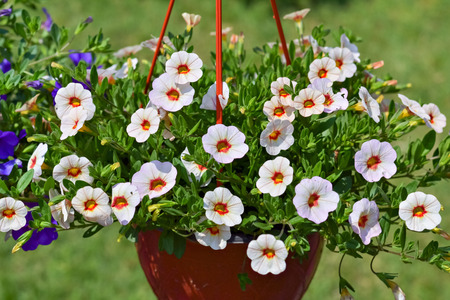 Beautiful decorative white flowers potted in hanging basketの写真素材