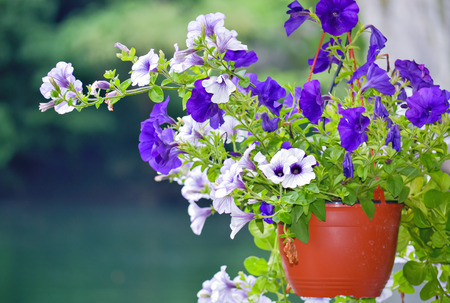 Beautiful decorative violet and white flowers potted in hanging basketの写真素材