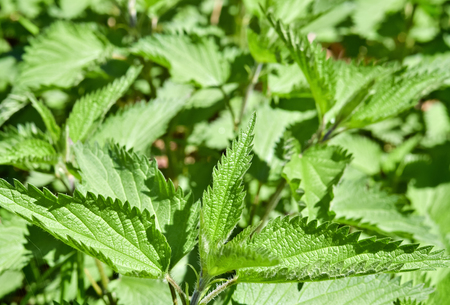 Closeup of stinging nettle growing on uncultivated landの写真素材