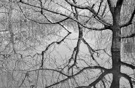 Beautiful view of flooded trees after heavy rains in black and white colorsの写真素材