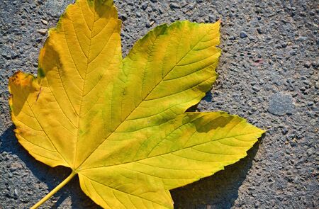 Big yellow dry leaf fallen on the ground at the beginning of the autumnの写真素材