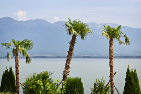 Three palm trees by the sea in a beautiful summer dayの写真素材