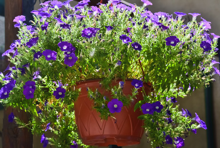 Closeup of a beautiful decorative violet flower hanging in a potの写真素材