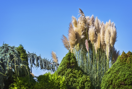 Detail of blooming plants in a beautiful sunny spring dayの写真素材