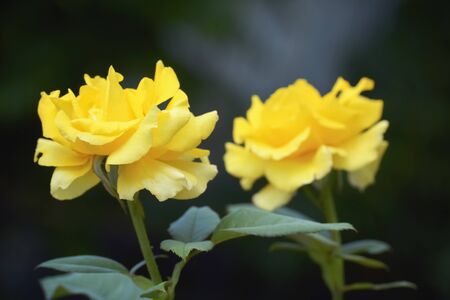 Close up of two yellow roses on dark backgroundの写真素材