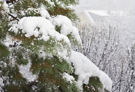 Detail of a branch of coniferous tree covered with fresh snowの写真素材