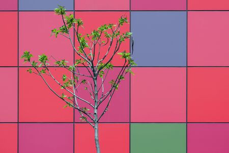 Small blooming tree with green leaves on unusual red backgroundの写真素材