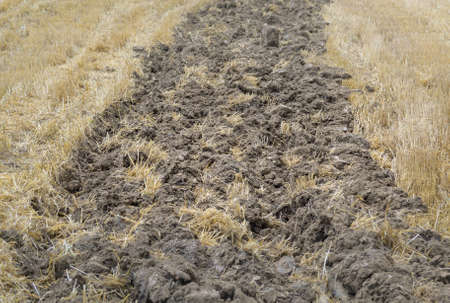 Detail of a fertile field and dry yellow hayの写真素材
