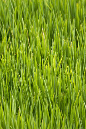 rice crop in lake of Albufera (Spain)の写真素材