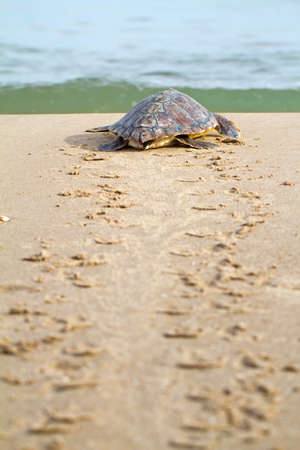 Loggerhead Sea Turtle go to the Mediterranean seaの写真素材