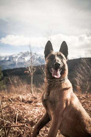 Belgian Shepherd Posing in Front of a Camera in the forestの写真素材